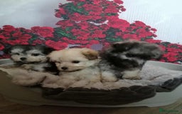 Maltipoo dogs for sale: Stunning  TINY phantom Maltipoos ready now  - Image 2