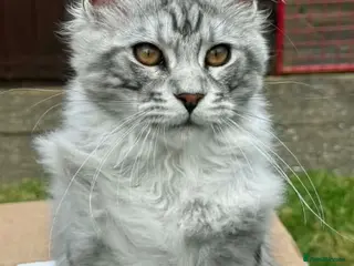 Maine Coon cats 6 STUNNING PEDIGREE TICA REG MAINE COON KITTENS - Advert 13