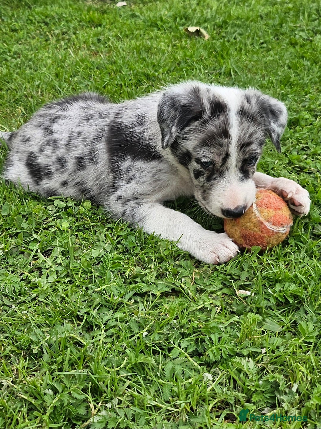 Border Collie dogs for sale: Unique blue eyed blue merle border collie puppies - Image 28