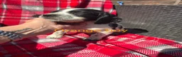 Cocker Spaniel dogs for sale: Adorable cocker spaniel pups  - Advert 13