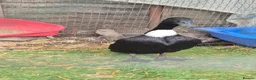 Ducks poultry for sale: Beautiful female duck  - Advert 4