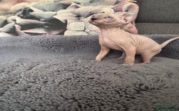 Sphynx cats for sale: Elf kittens 🔥🔥🔥 - Image 9