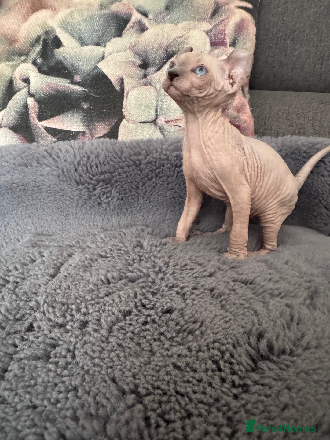 Sphynx cats for sale: Elf kittens 🔥🔥🔥 - Image 9
