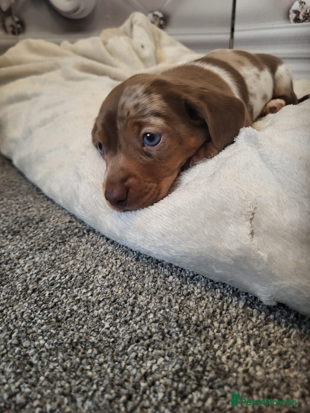 Dachshund dogs for sale: Dachshunds pups - Advert 2
