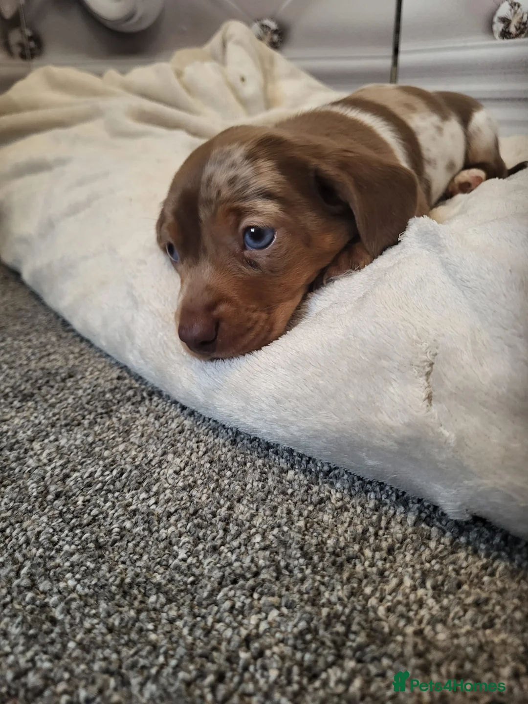 Dachshund dogs for sale: Dachshunds pups - Advert 2