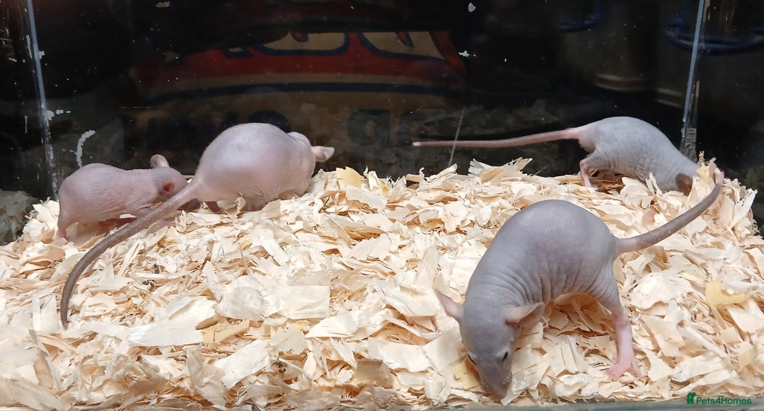 Rat rodents for sale: Baby Dumbo Rats Females  - Image 15