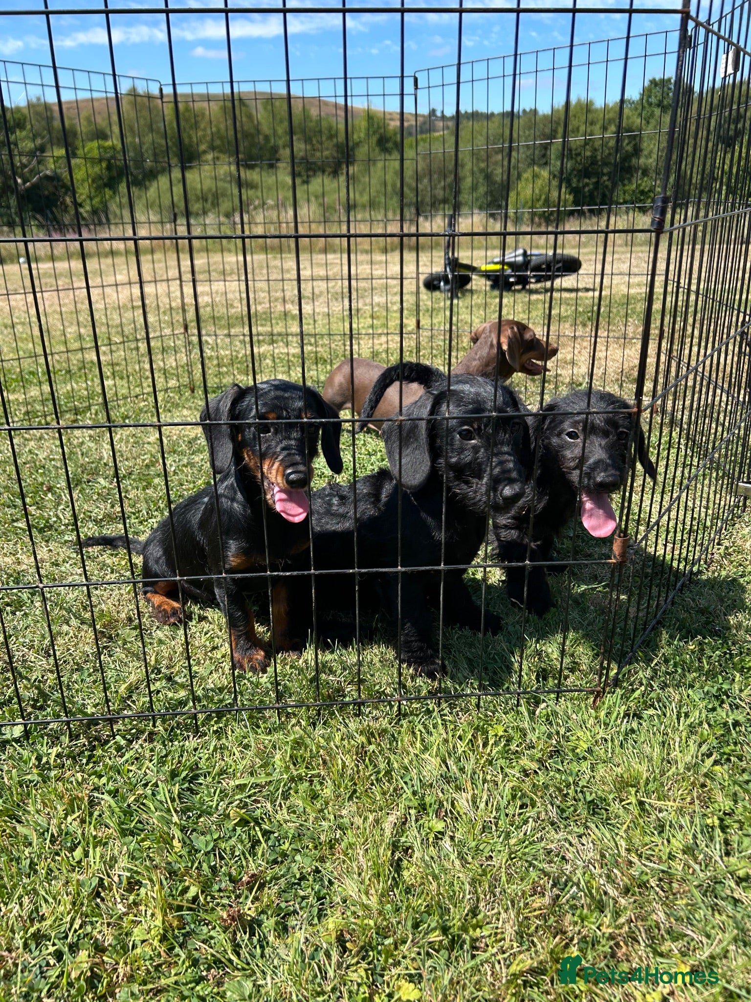 Doxiepoo dogs Beautiful mini Daxi Poos  - Advert 5