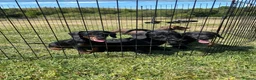 Doxiepoo dogs for sale: Beautiful mini Daxi Poos  - Advert 1