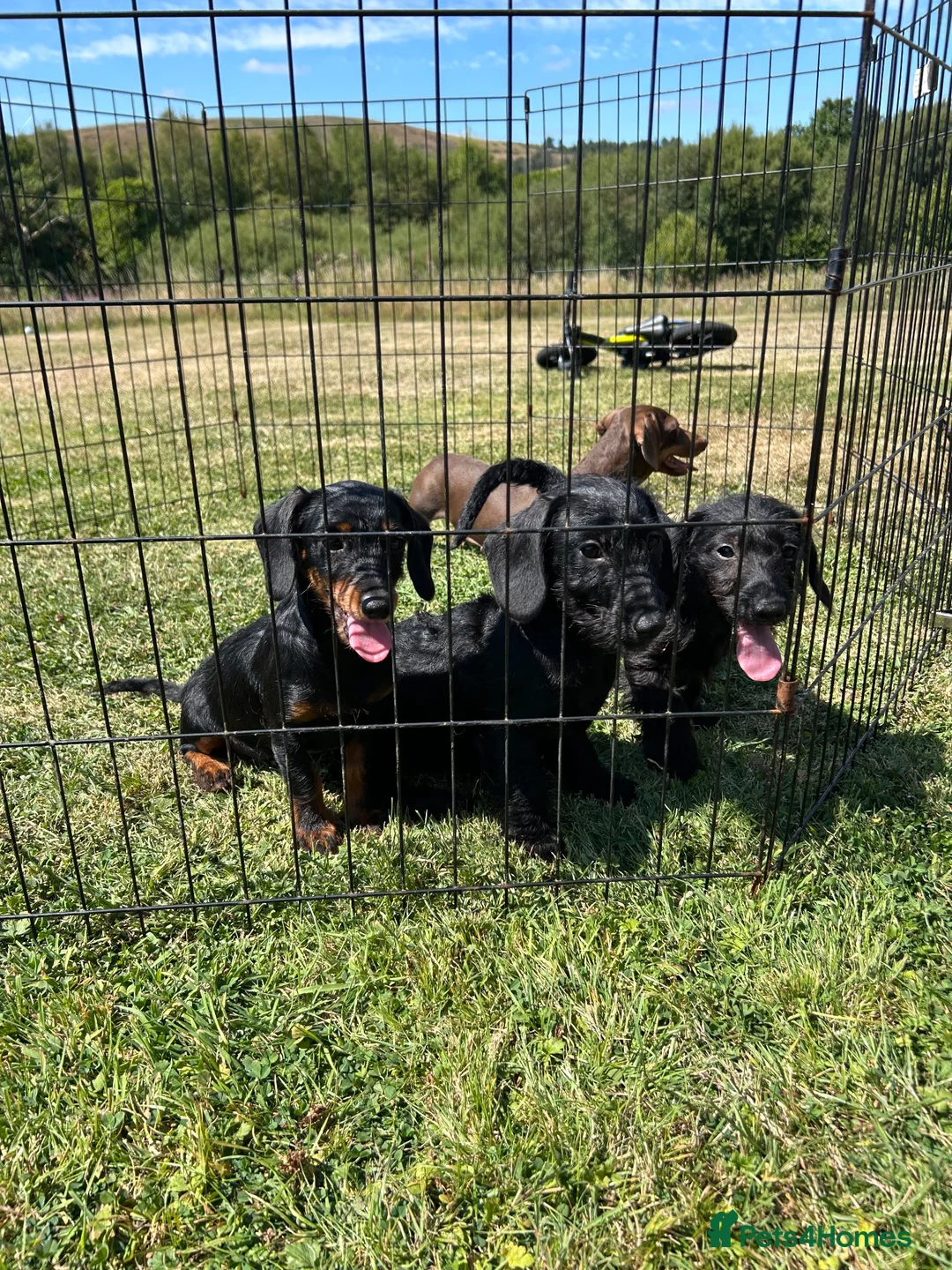 Doxiepoo dogs for sale: Beautiful mini Daxi Poos  - Advert 1