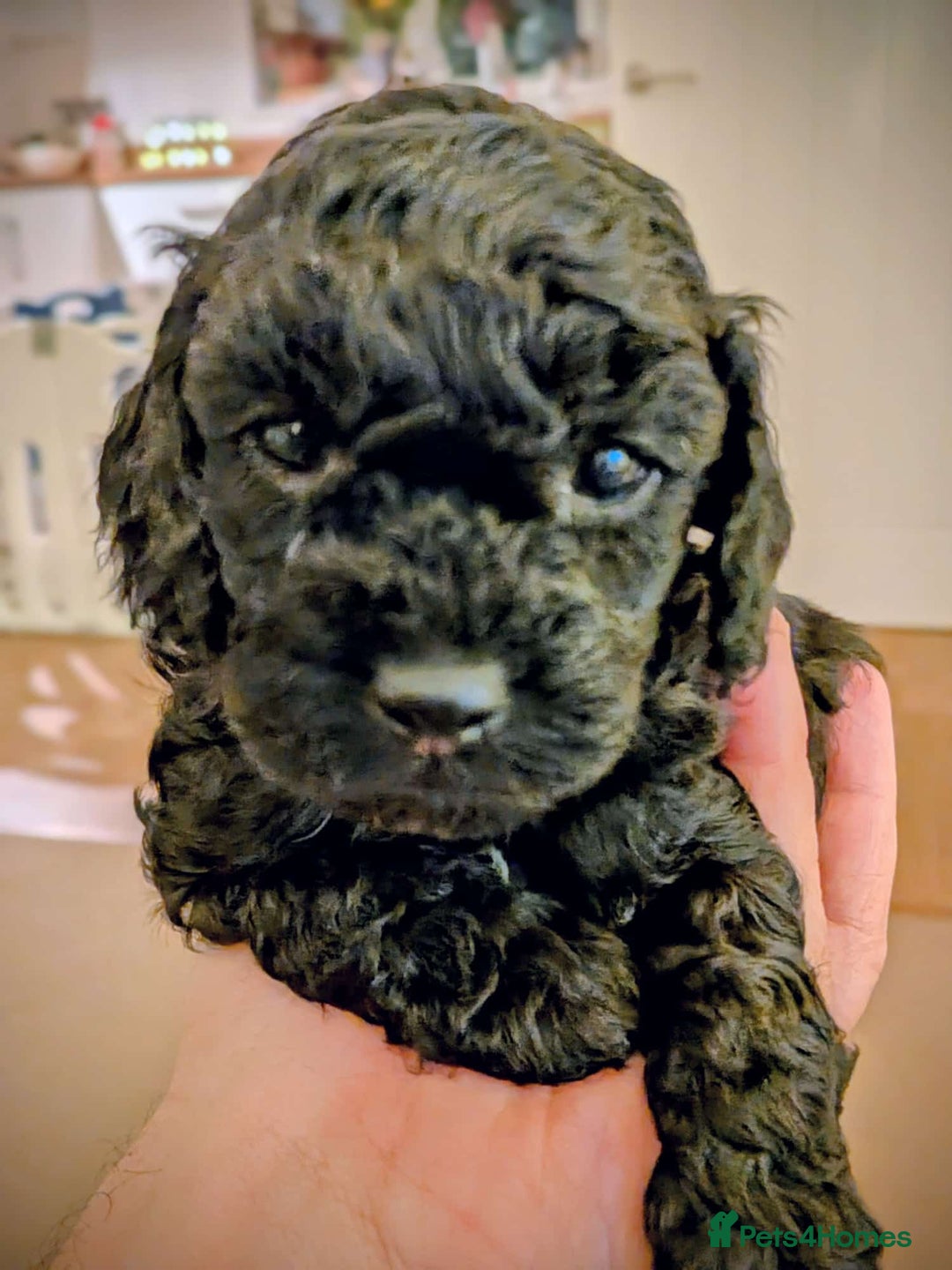 Cockapoo dogs for sale: Cockapoo Puppies  - Advert 3