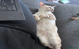 Siamese cats for sale: 🧬F1 BENAMESE KITTENS🧬  - Image 13