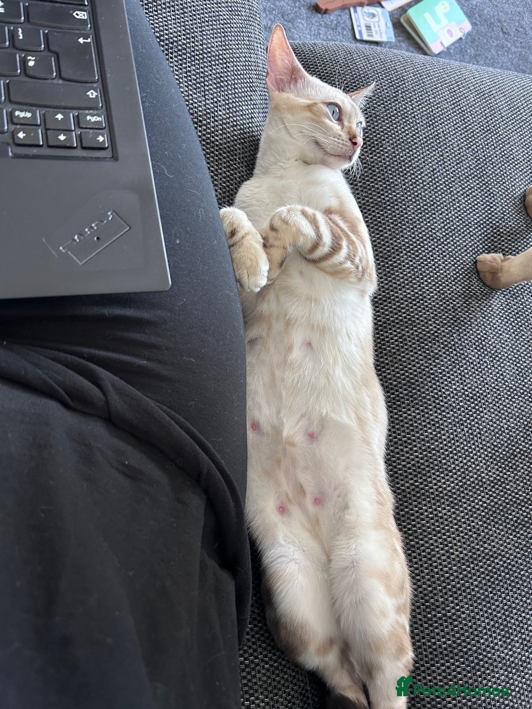 Siamese cats for sale: 🧬F1 BENAMESE KITTENS🧬  - Image 13