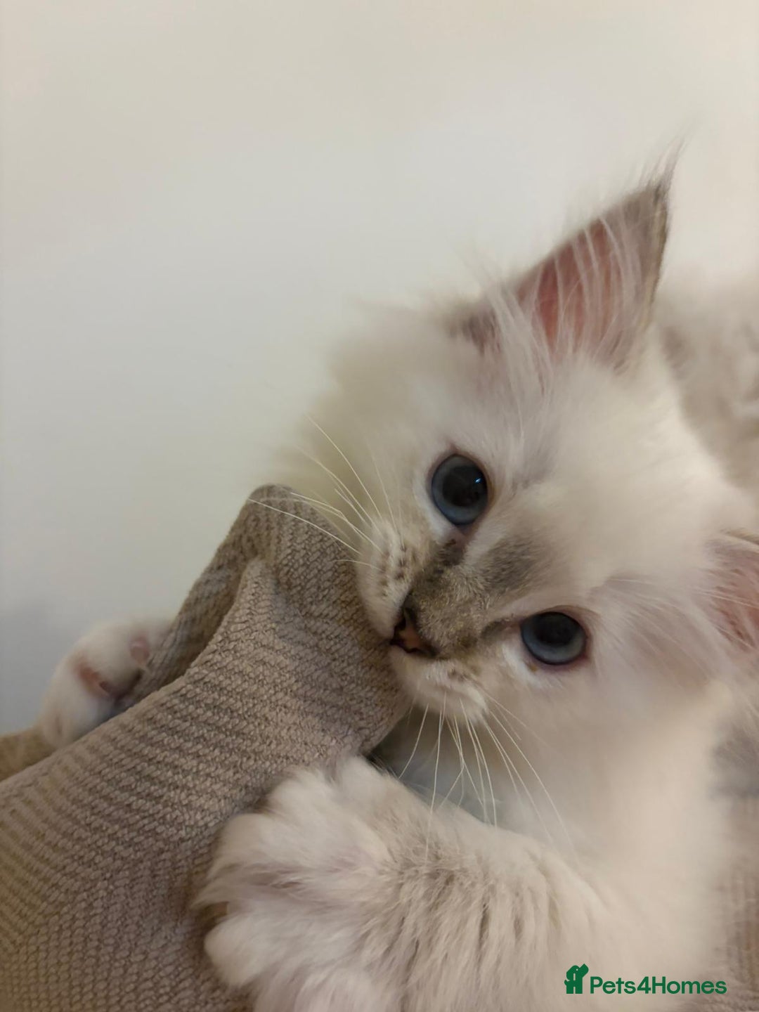 Ragdoll cats for sale: Ragdoll Kitten TICA chocolate tabby cherubim - Advert 16