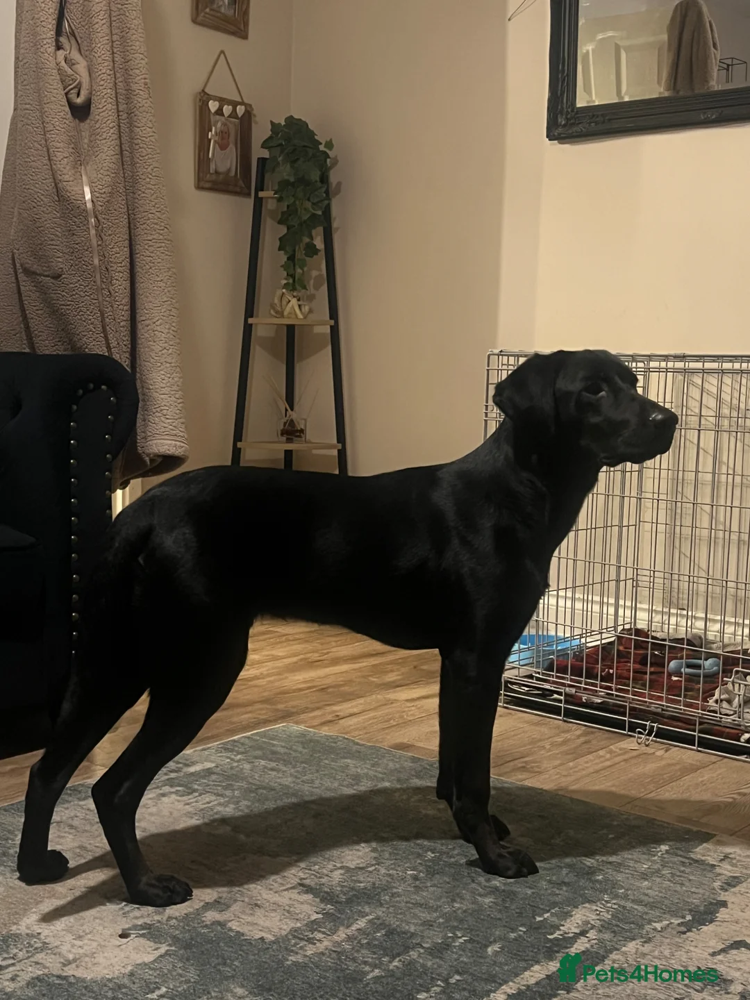 Labrador Retriever dogs for sale: 10 month old black lab for rehome  - Advert 2