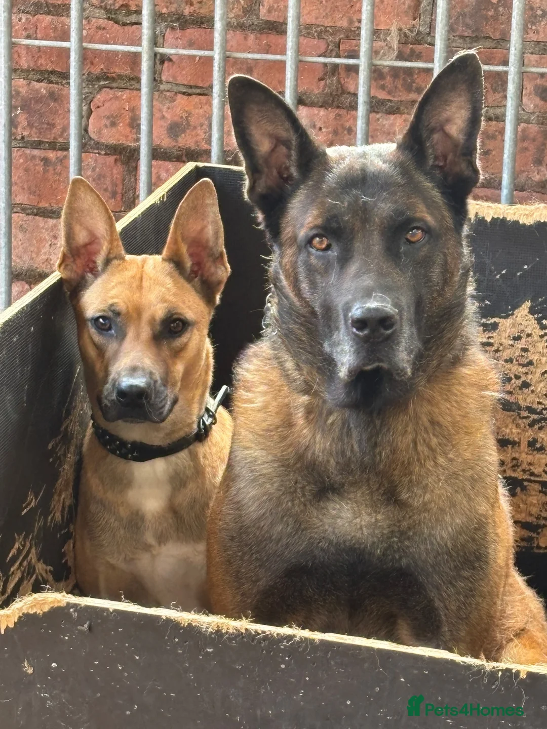 Belgian Shepherd Dog dogs for sale: Belgian Malinois pups  in Wigan - Advert 9