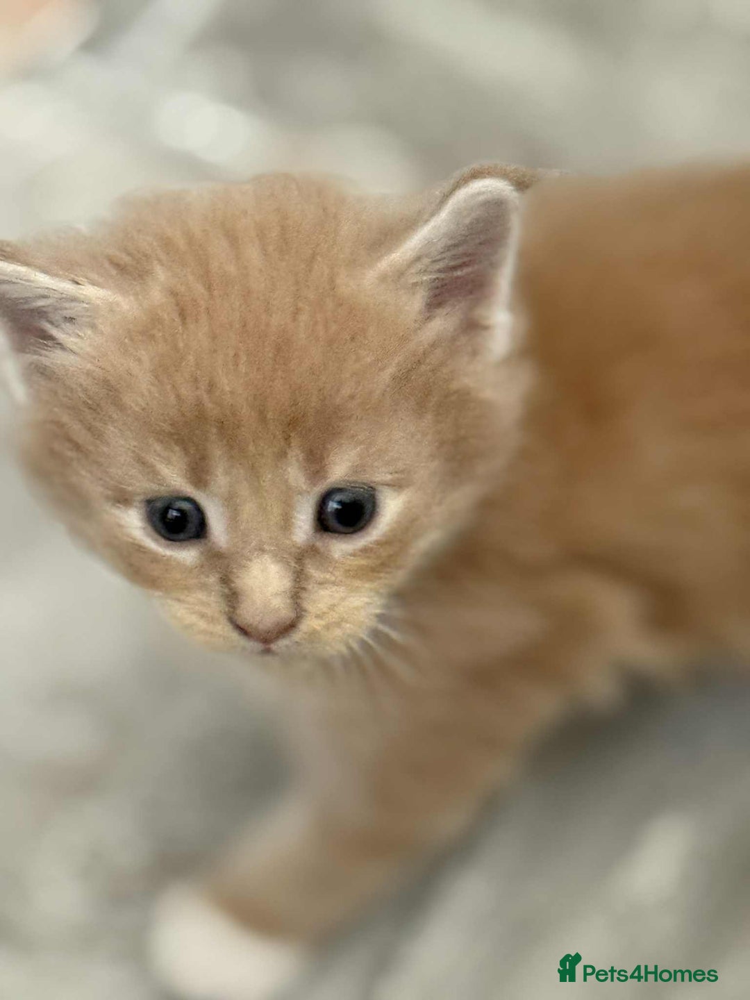 Maine Coon cats for sale: TICA Pedigree Maine Coon Kittens  - Image 15