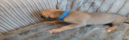 Mixed Breed dogs for sale: Lurcher pups - Advert 18