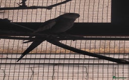 Cockatiels birds for sale: Young Male all grey mixed pied cockatiel  - Image 8