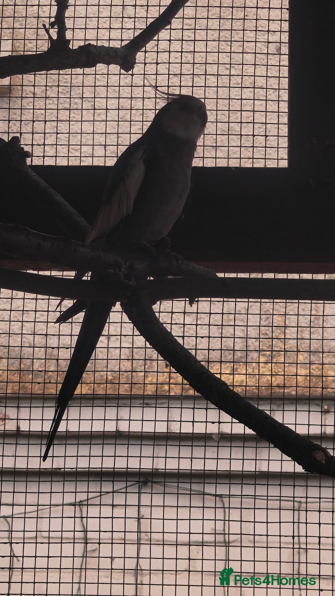 Cockatiels birds for sale: Young Male all grey mixed pied cockatiel  - Image 8