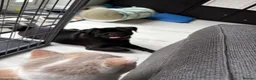 Pug dogs for sale: Doug the pug in Buckingham - Advert 3