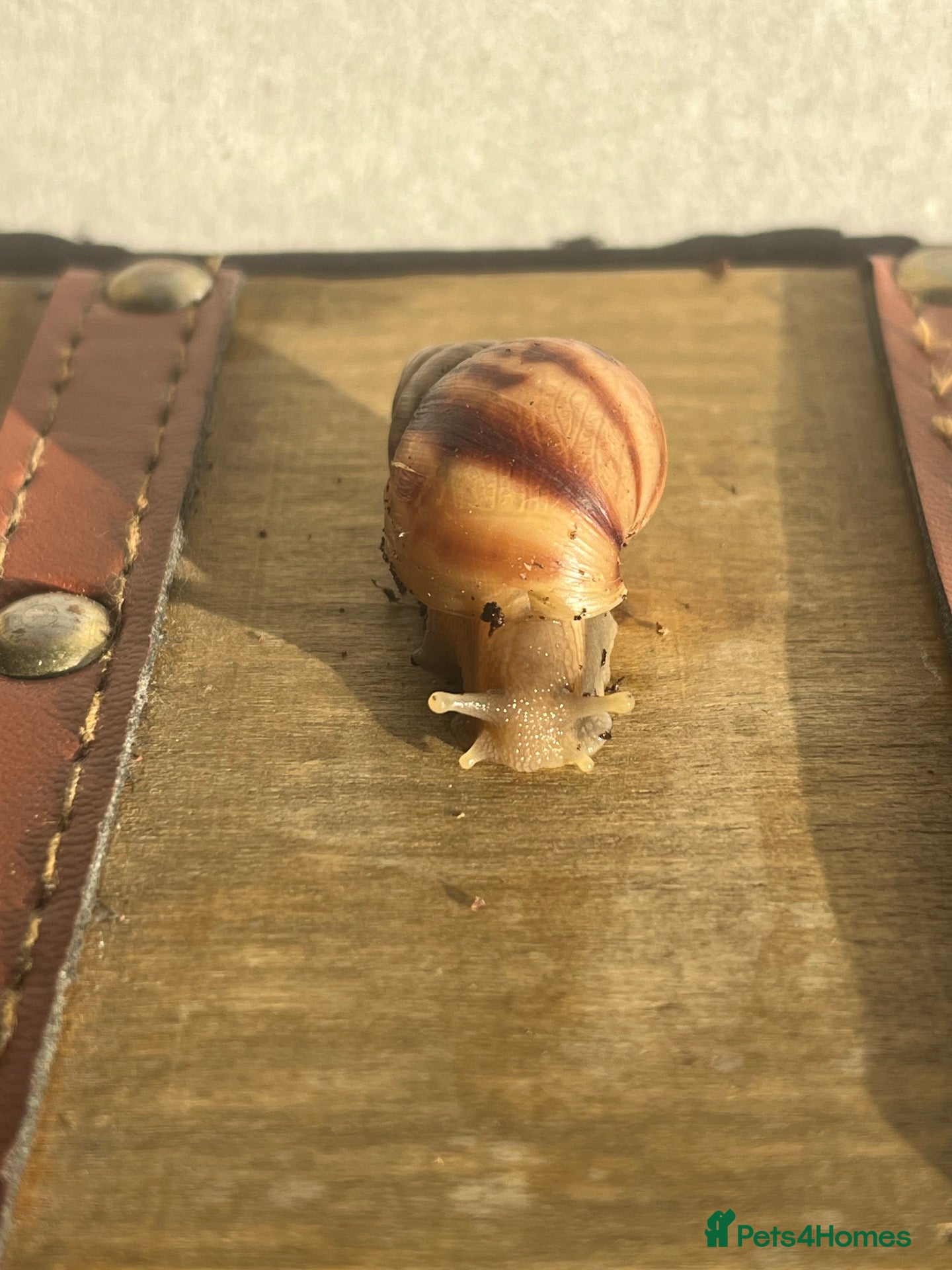 Snails invertebrates Baby giant African land snails (2 for £5) - Advert 10