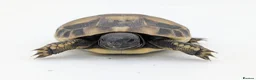 Hermann Tortoise reptiles for sale: Captive Bred Hermanns Tortoise in Ringwood - Advert 5