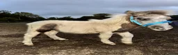 Shetland pony horses for sale: 7 months old colt  in Reading - Advert 5