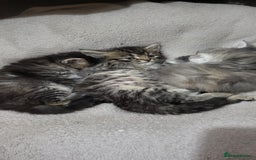 Siberian cats for sale: 9 beautiful Siberian kittens  - Image 18