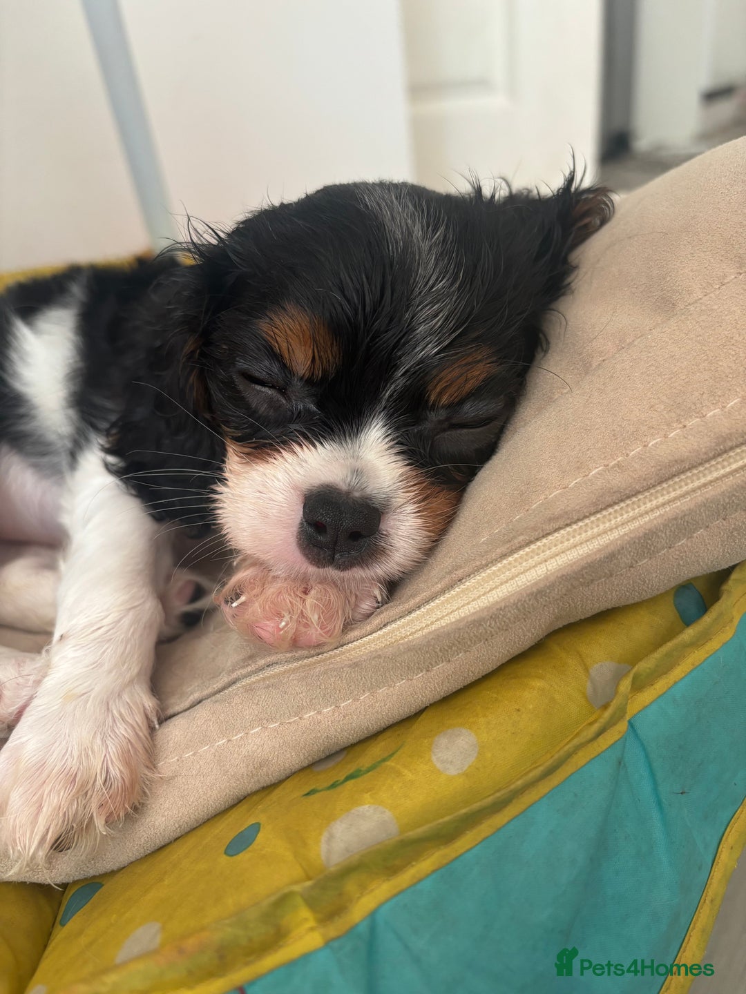Cavalier King Charles Spaniel dogs for sale: 2 beautiful cavalier King Charles  - Image 11