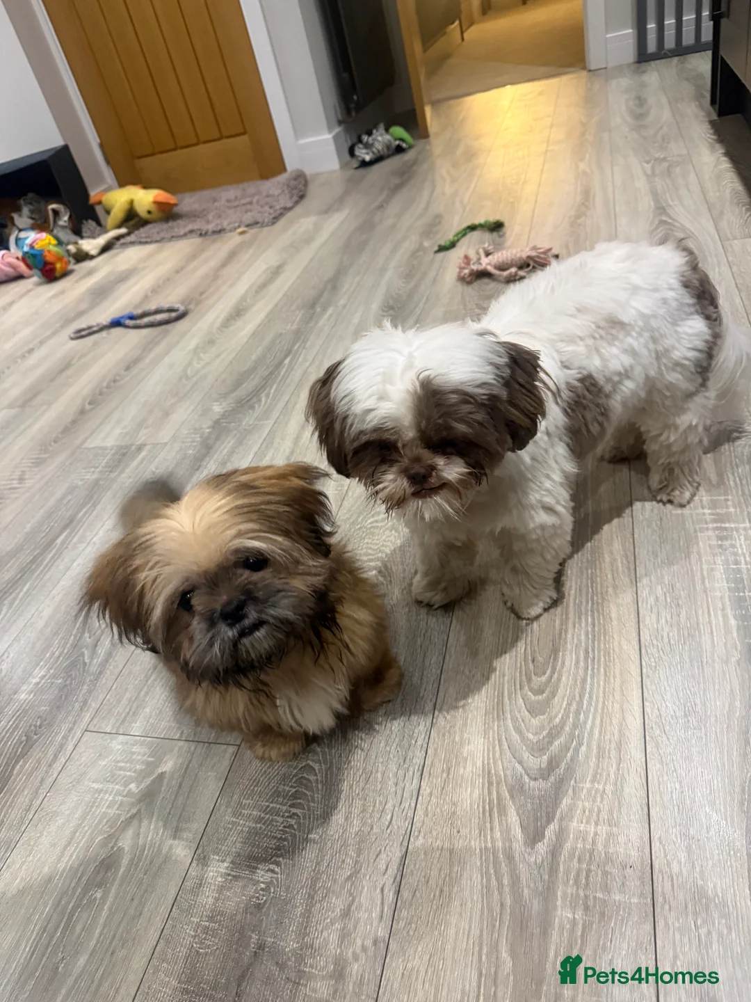 Shih Tzu dogs for sale: Gorgeous Shih Tzu boy - Advert 2