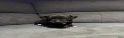 Mixed Breed dogs for sale: Bullmastiff x staffy puppies  - Advert 25