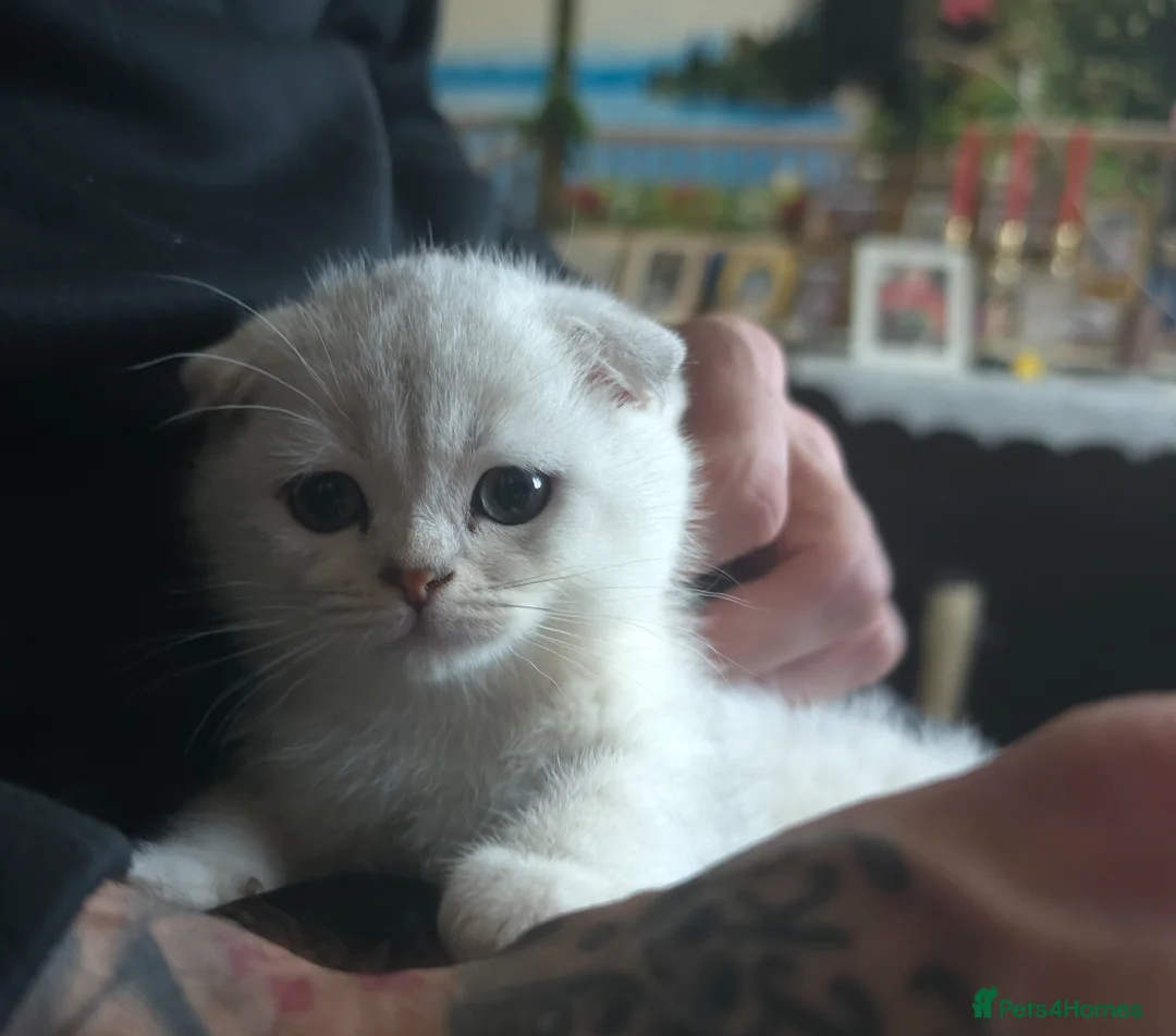 Scottish Fold cats for sale: 💞💕The Last Boy💙💙 - Advert 1