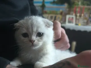 Scottish Fold cats 💞💕The Last Boy💙💙 - Advert 1