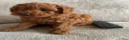 Cavapoochon dogs for sale: DNA Tested Hypoallergenic Cavapoochon F1BB Babies  - Advert 15