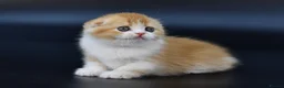 Scottish Fold cats for sale: LICENSED CATTERY PURE BREED TOP QUALITY KITTENS - Advert 5