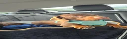 Miniature Dachshund dogs for stud: MINIATURE DACHSHUND FOR STUD in Chesterfield - Advert 3