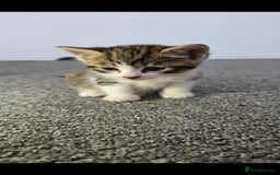 Mixed Breed cats for sale:  kittens avaliable now - Image 8