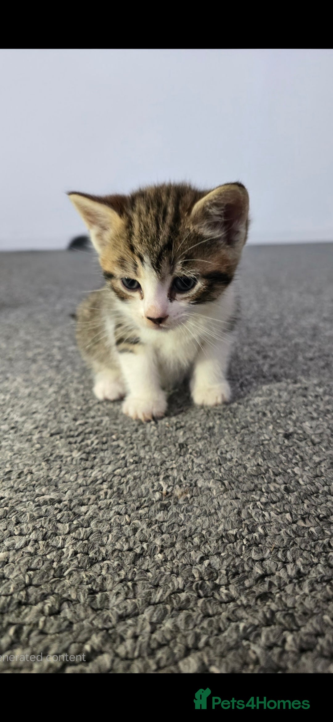 Mixed Breed cats for sale:  kittens avaliable now - Image 8