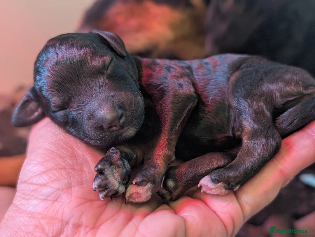 Rottweiler dogs for sale: Rottweiler x - Advert 9