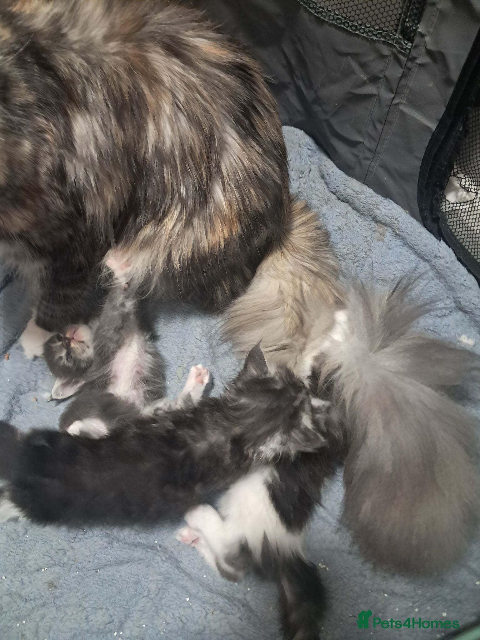 Maine Coon cats Lovely maincoons  - Advert 18