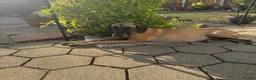 Great Dane dogs for sale: Beautiful KC Great Dane puppies  - Advert 8