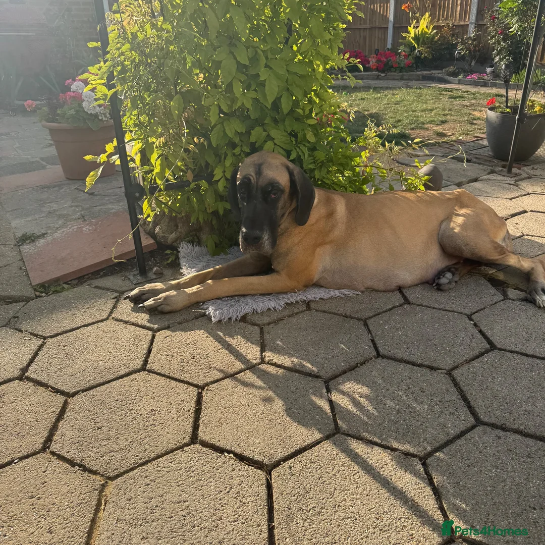 Great Dane dogs for sale: Beautiful KC Great Dane puppies  - Advert 8