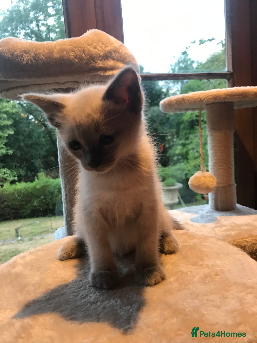 Tonkinese cats for sale: Superb Tonkdoll Kittens - Image 21