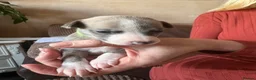 Whippet dogs for sale: 💕⭐️KC WHIPPET PUPS⭐️ 💕 - Advert 31