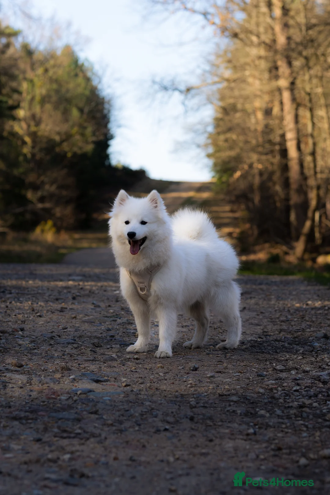 Japanese Spitz dogs for stud: Healthy Japanese Spitz KC Registered Male for Stud - Advert 12