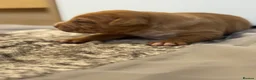 Staffordshire Bull Terrier dogs for sale: Stunning Staffordshire Terrier Puppies 18th June🐾 - Advert 25