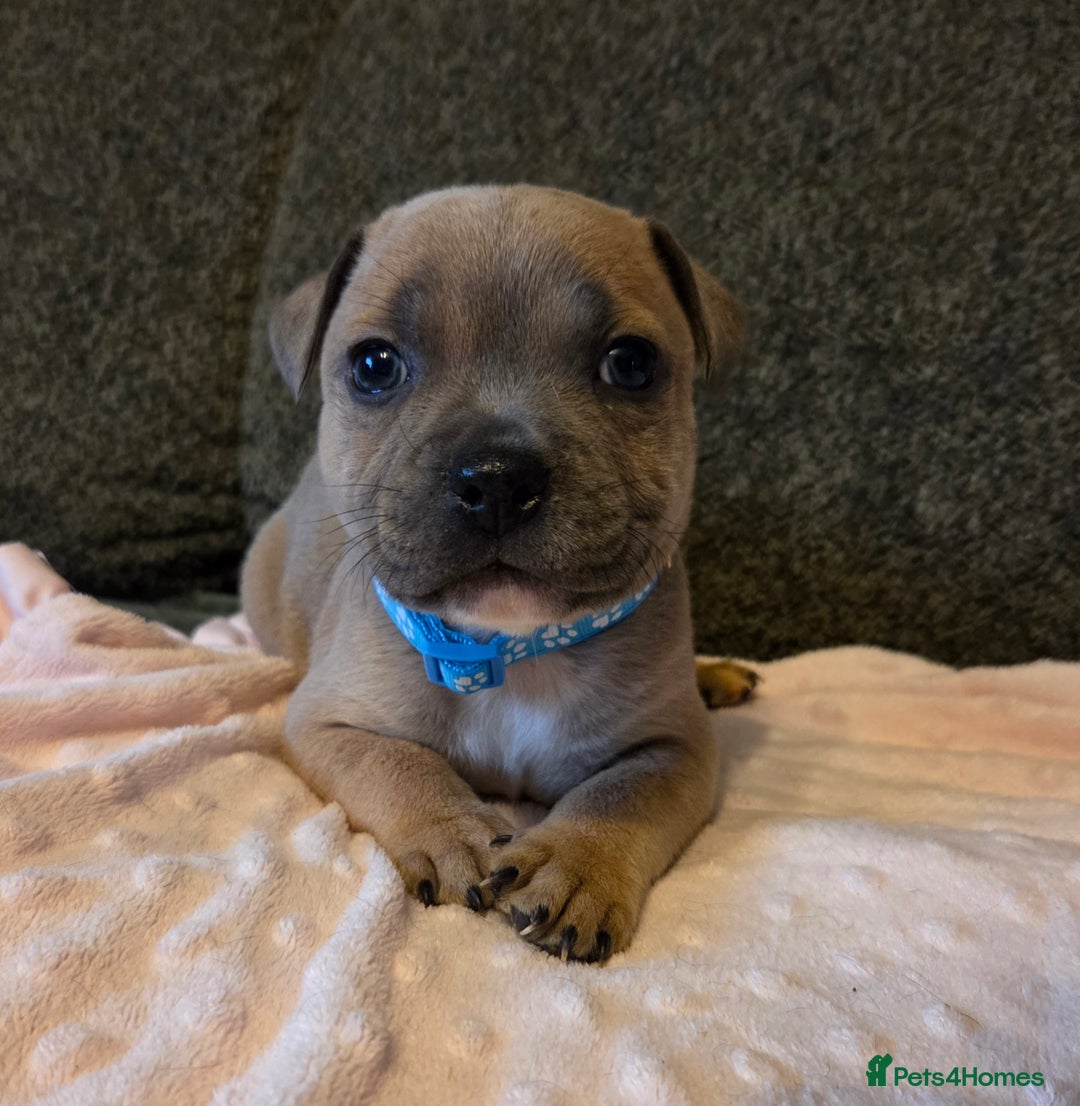 Staffordshire Bull Terrier dogs for sale: Red blue brindle Puppys Staffordshire bull terier  - Advert 9