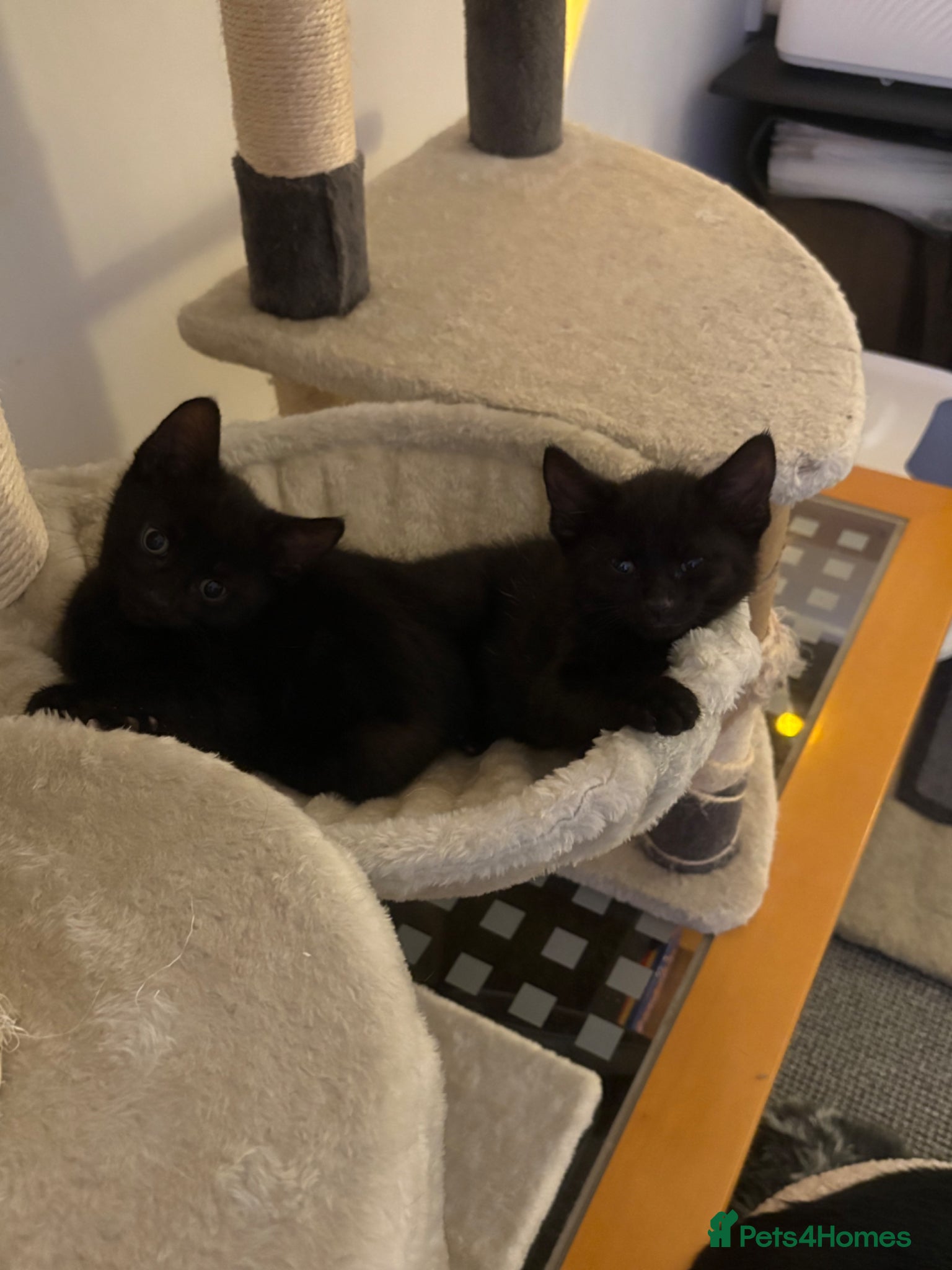 Mixed Breed cats for sale: 3 black kittens (boys) - Advert 4