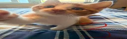 British Shorthair cats for sale: Male Ginger and white kittens  in Wareham - Advert 6