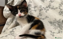 Maine Coon cats for sale: Maine coon babies - Advert 5